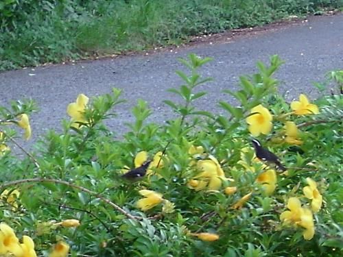 Outdoor Pictures 17