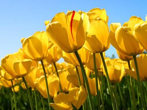Outdoor Pictures 20