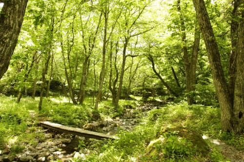 Outdoor Pictures 12