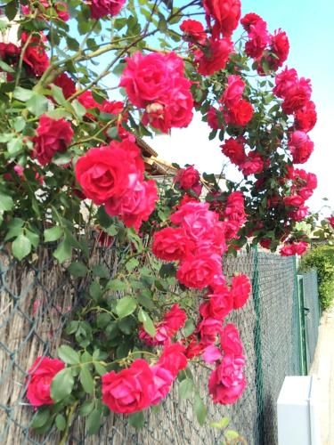 Outdoor Pictures 20