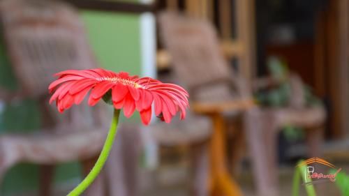 Outdoor Pictures 13