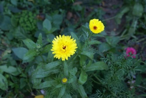Outdoor Pictures 22