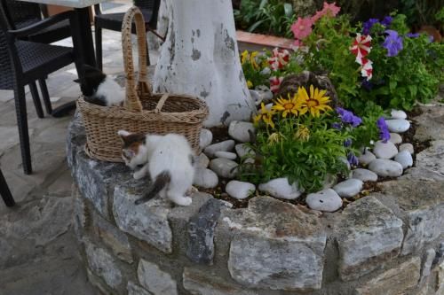 Outdoor Pictures 15
