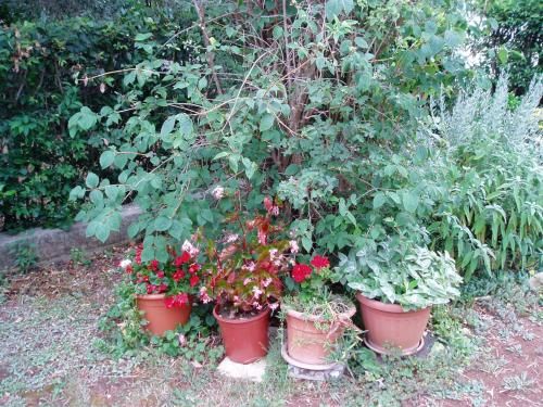 Outdoor Pictures 15