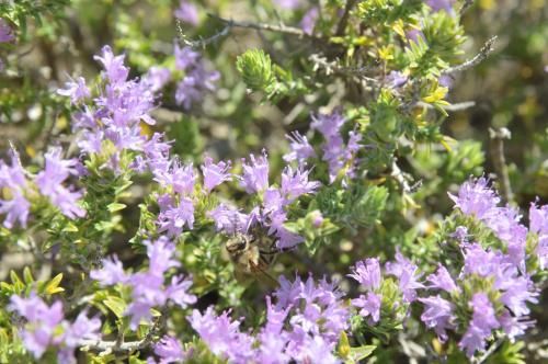 Outdoor Pictures 21