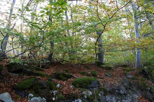 Outdoor Pictures 23