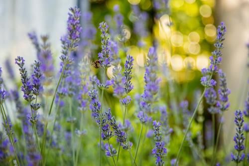 Outdoor Pictures 22