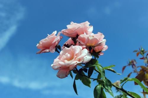 Outdoor Pictures 21