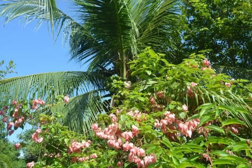 Outdoor Pictures 12