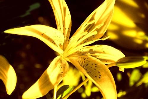 Outdoor Pictures 13