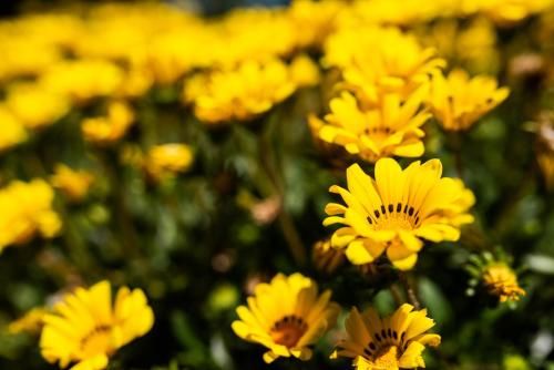 Outdoor Pictures 21