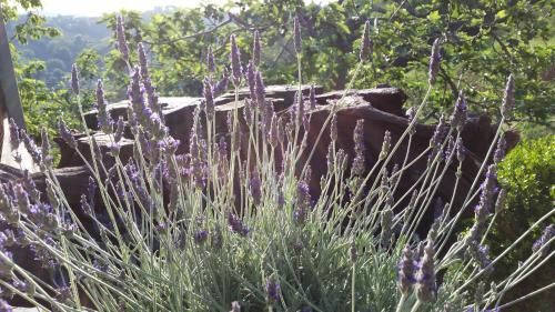 Outdoor Pictures 24