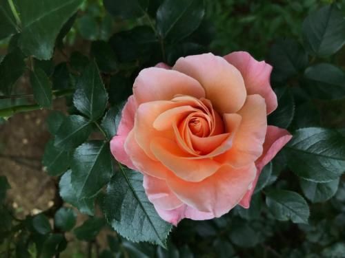 Outdoor Pictures 24