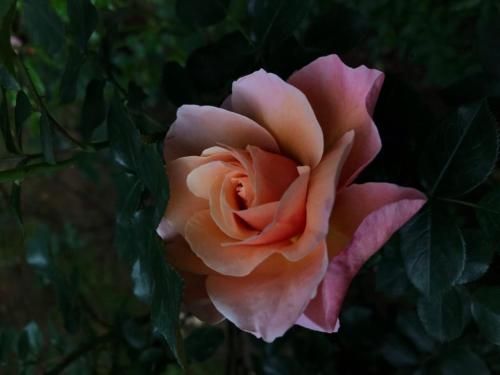 Outdoor Pictures 22
