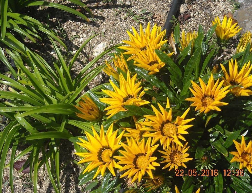 Outdoor Pictures 12