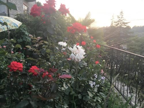 Outdoor Pictures 24