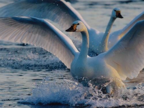 Outdoor Pictures 21