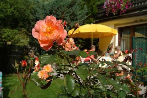 Outdoor Pictures 15