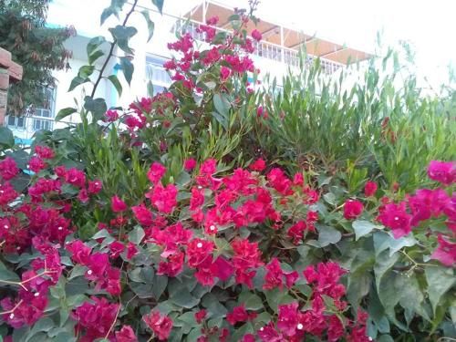 Outdoor Pictures 20