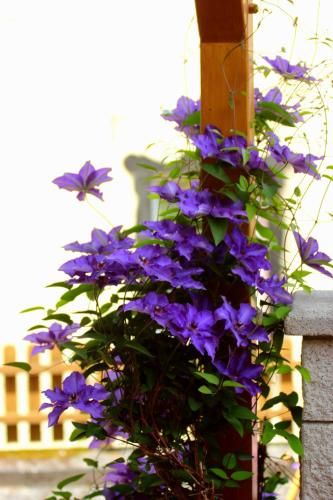 Outdoor Pictures 12