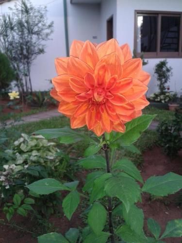Outdoor Pictures 24