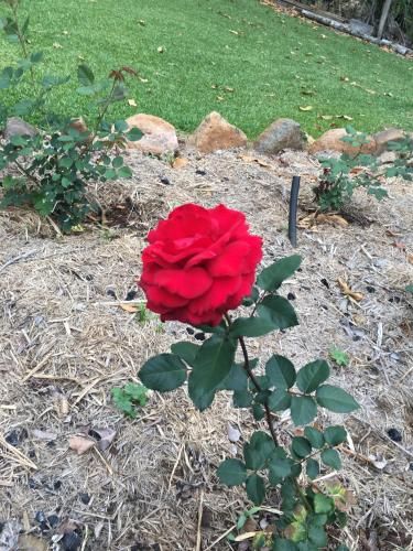 Outdoor Pictures 15