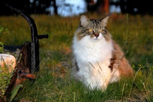 Outdoor Pictures 19