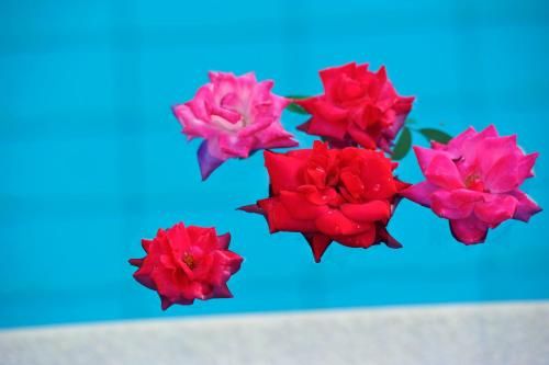 Outdoor Pictures 13