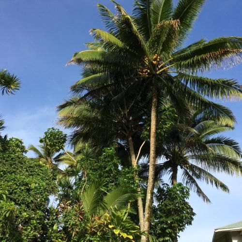 Hilo Bay Oceanfront Bed and Breakfast
