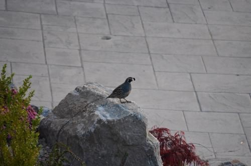 Outdoor Pictures 21
