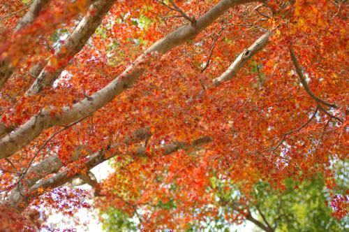 Outdoor Pictures 21