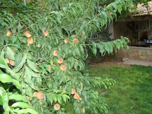 Outdoor Pictures 17