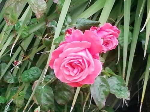 Outdoor Pictures 19