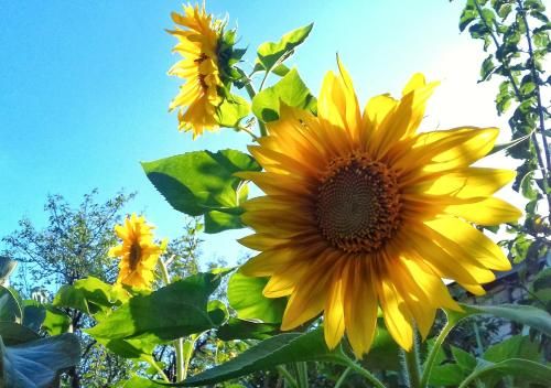 Outdoor Pictures 22