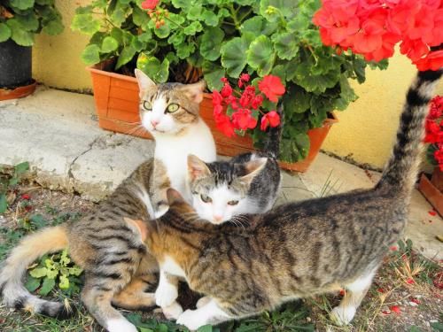 Outdoor Pictures 21