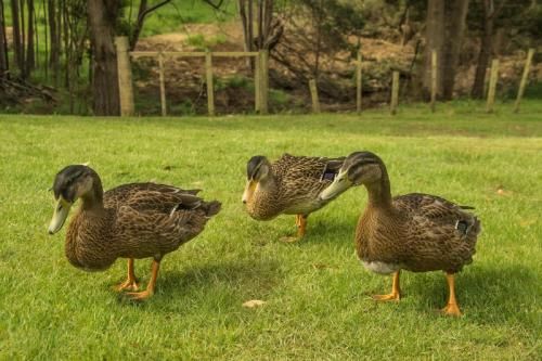 Outdoor Pictures 20