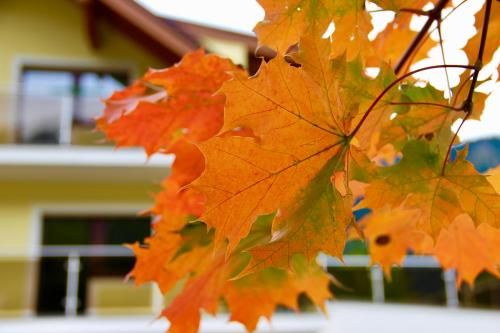 Outdoor Pictures 6