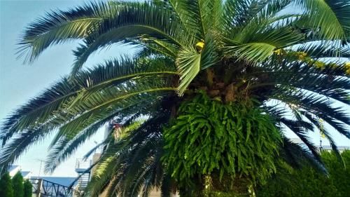 Outdoor Pictures 21