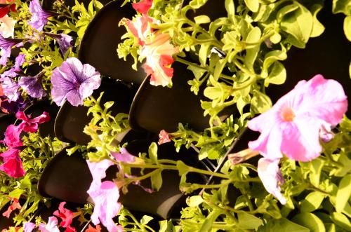 Outdoor Pictures 21