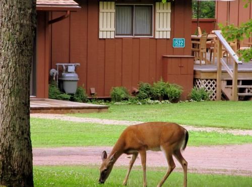 Outdoor Pictures 8