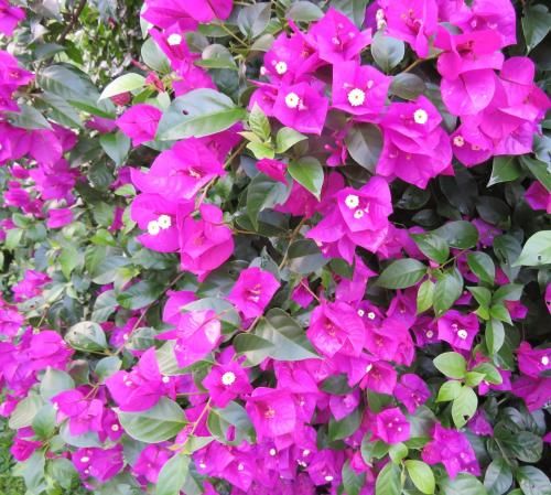 Outdoor Pictures 21