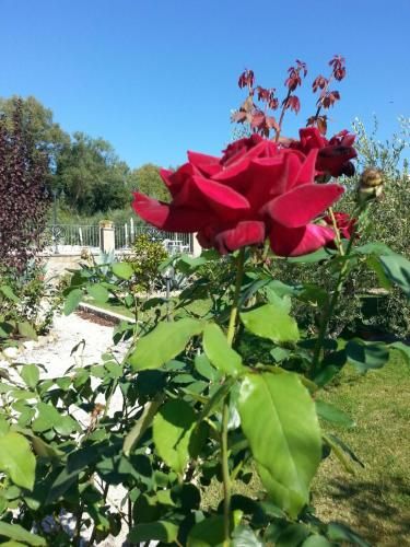 Outdoor Pictures 17