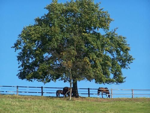 Outdoor Pictures 5