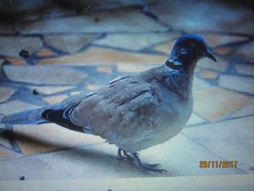 Outdoor Pictures 17