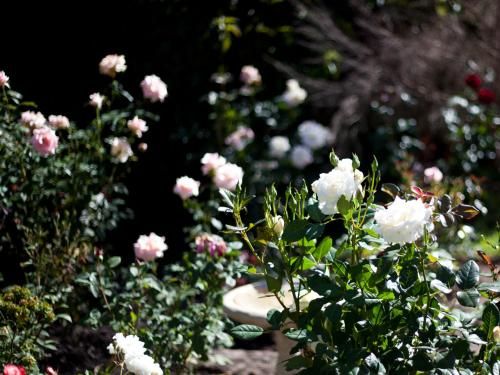 Outdoor Pictures 20