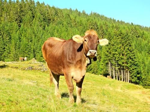 Outdoor Pictures 22
