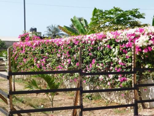 Outdoor Pictures 4