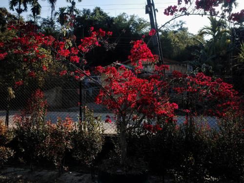 Outdoor Pictures 17