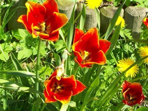 Outdoor Pictures 24