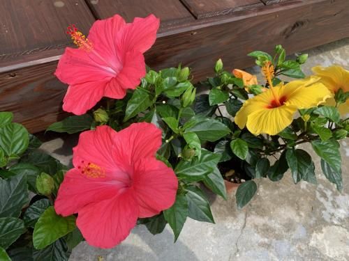 Outdoor Pictures 7